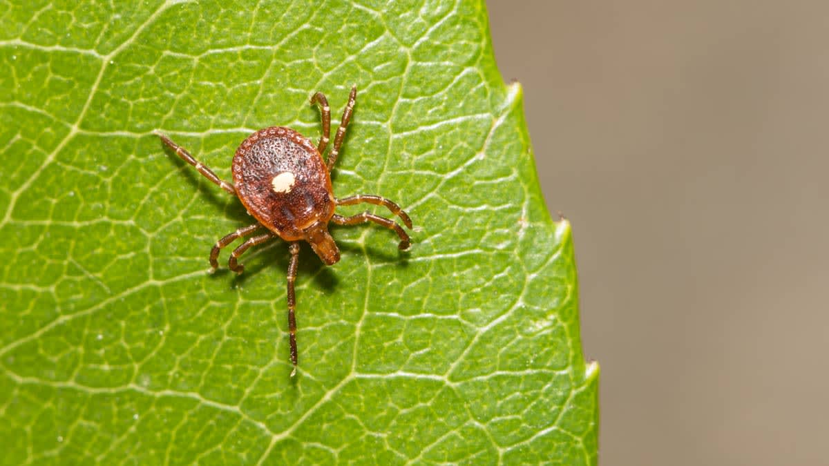Beef Tallow vs. Tick Season Is Here: Why More Canadians Are Taking Precautions Than EverBig Beauty: What They Don’t Want You to Know